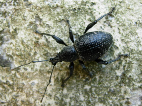 4 Otiorhynchus da determinare